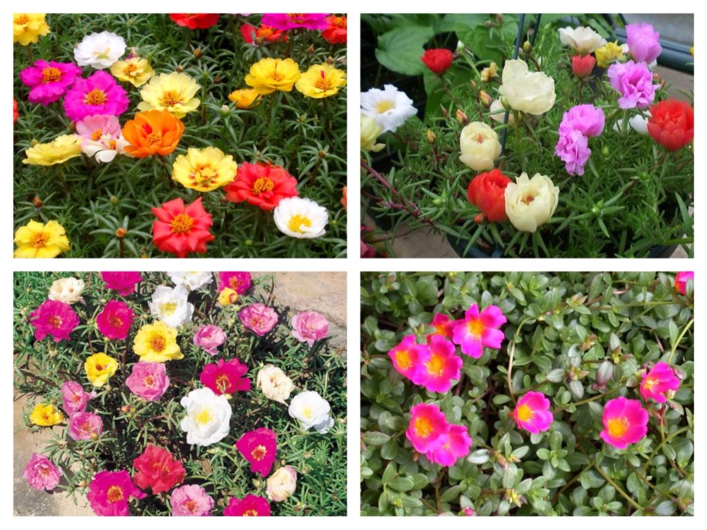 what flowers can be grown on a glassed-in balcony in summer