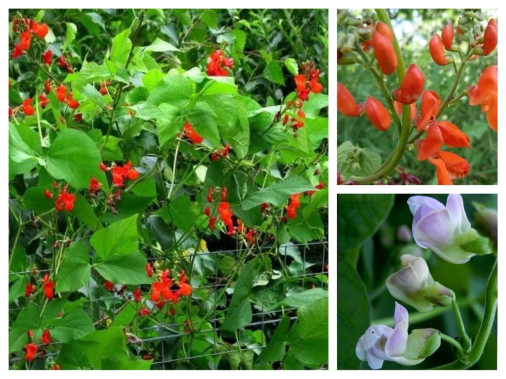 what flowers can be grown on a glassed-in balcony in summer