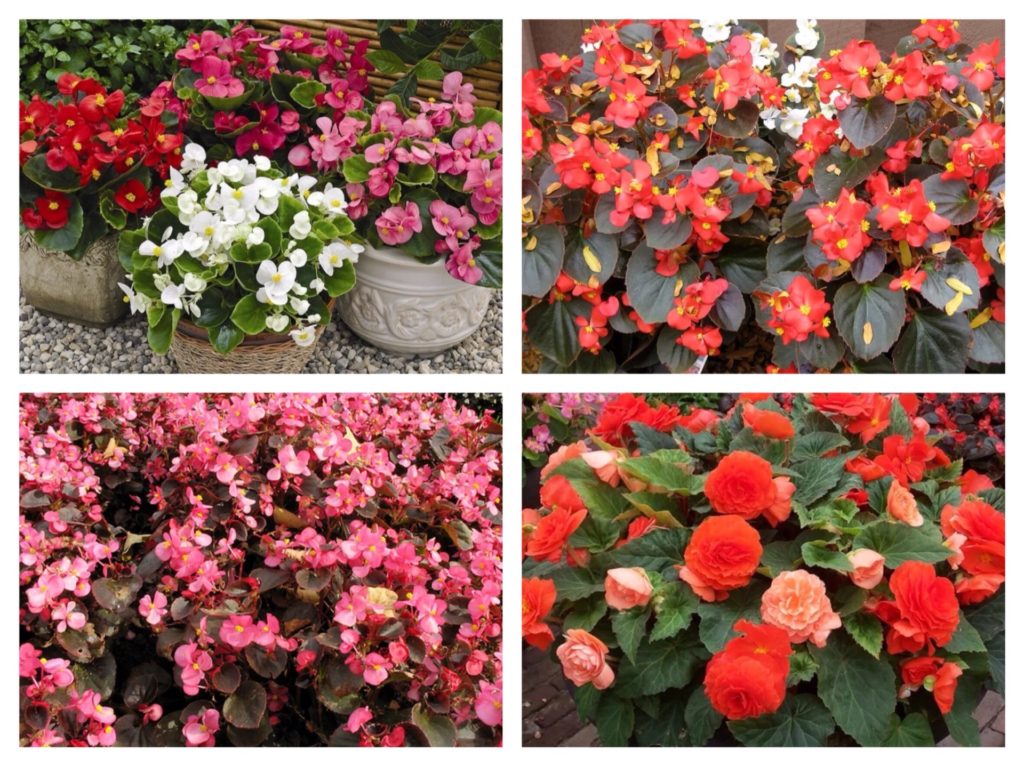 what flowers can be grown on a glassed-in balcony in summer