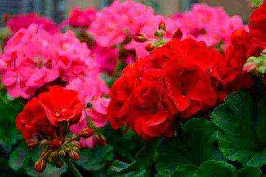 what flowers can be grown on a glassed-in balcony in summer