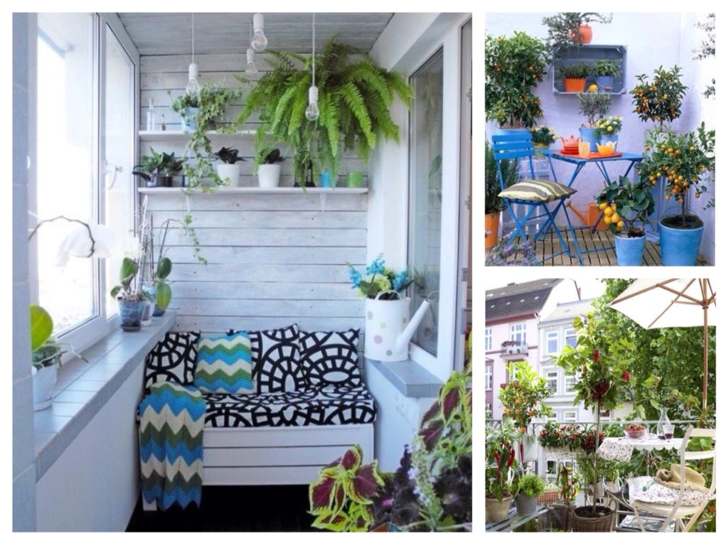 what flowers can be grown on a glassed-in balcony in summer