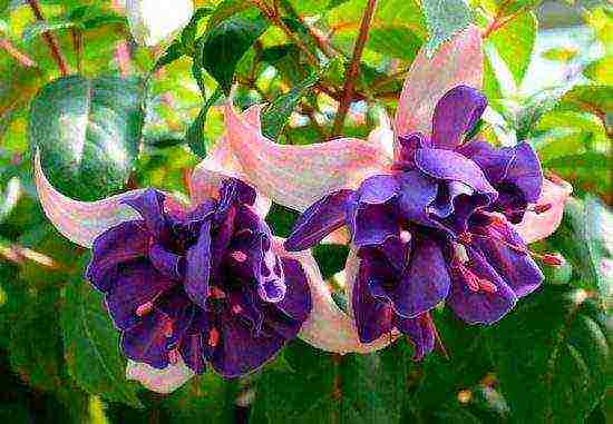 what flowers can be grown on a glassed-in balcony in summer