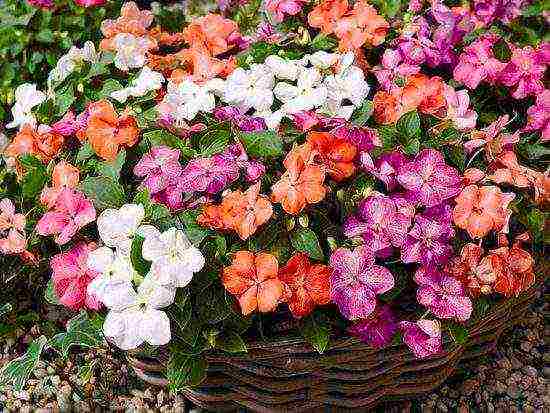 what flowers can be grown on a glassed-in balcony in summer