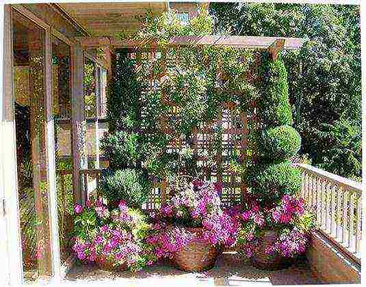 what flowers can be grown on a glassed-in balcony in summer