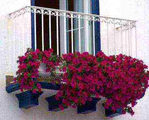 what flowers can be grown on a glassed-in balcony in summer