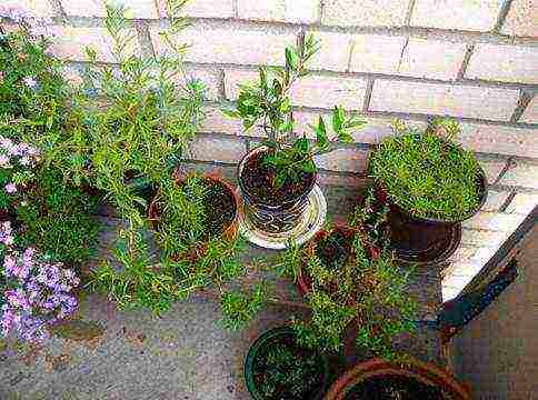 what flowers can be grown on a glassed-in balcony in summer