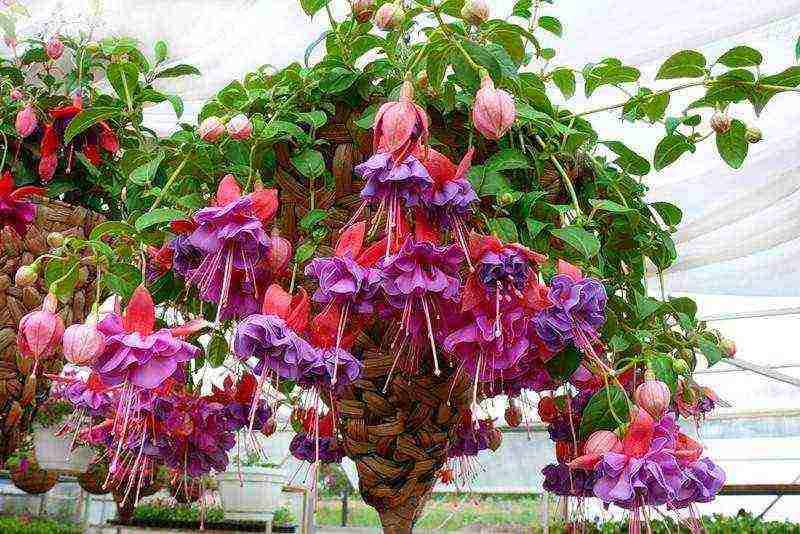 what flowers can be grown on a glazed balcony in summer