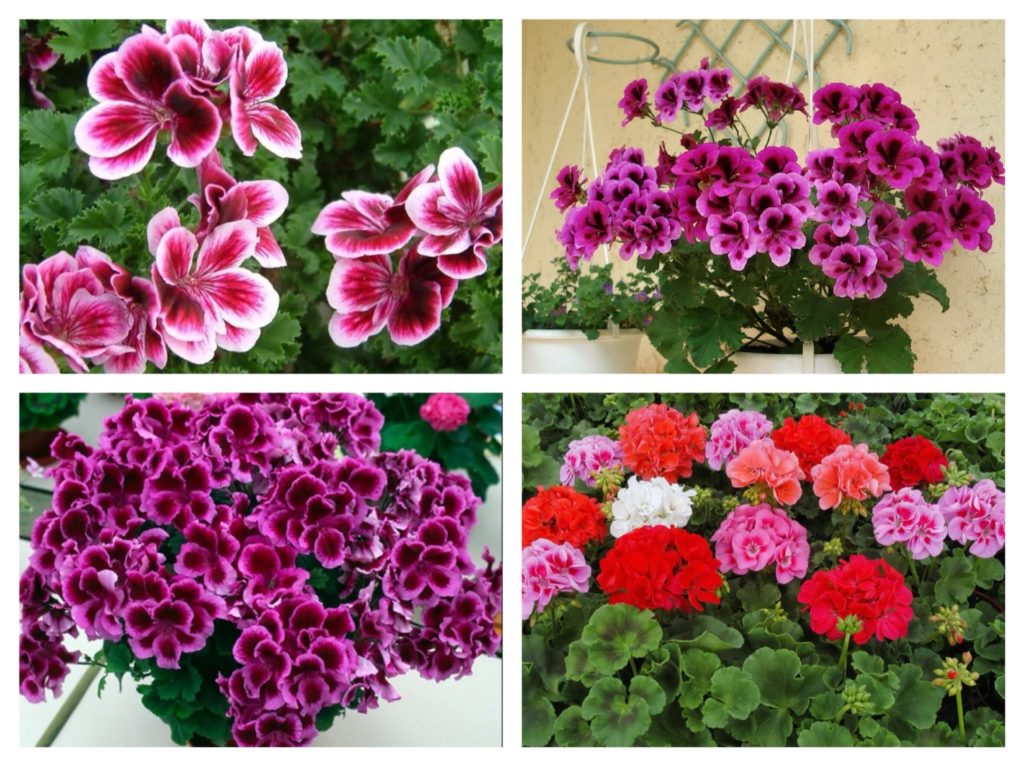 what flowers can be grown on a glassed-in balcony in summer