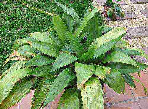 what indoor flowers can be grown on the north side