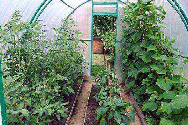 what crops can be grown with cucumbers in a greenhouse