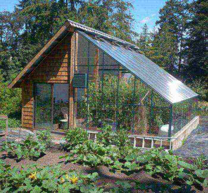 what crops can be grown with cucumbers in a greenhouse