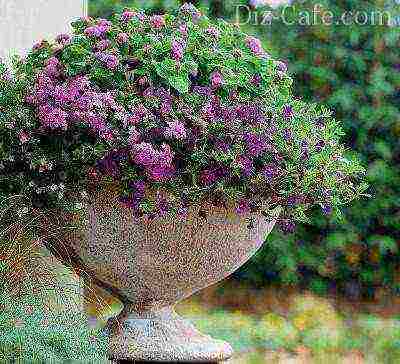 what perennial flowers can be grown in pots outdoors