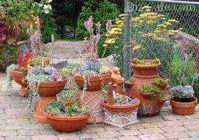 what perennial flowers can be grown in pots outdoors