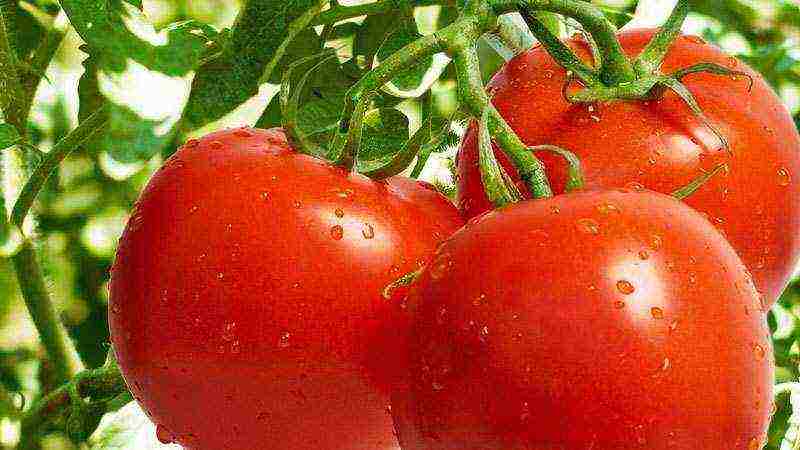 which tomatoes are best grown in a polycarbonate greenhouse