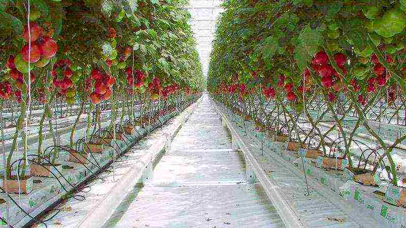 aling mga kamatis ang pinakamahusay na lumaki sa isang polycarbonate greenhouse