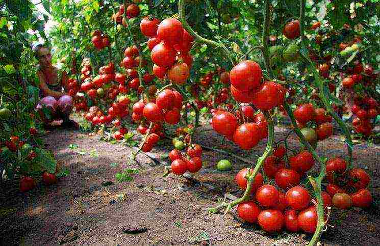 aling mga kamatis ang pinakamahusay na lumaki sa isang polycarbonate greenhouse