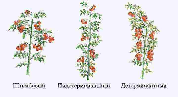 which tomatoes are best grown in a polycarbonate greenhouse