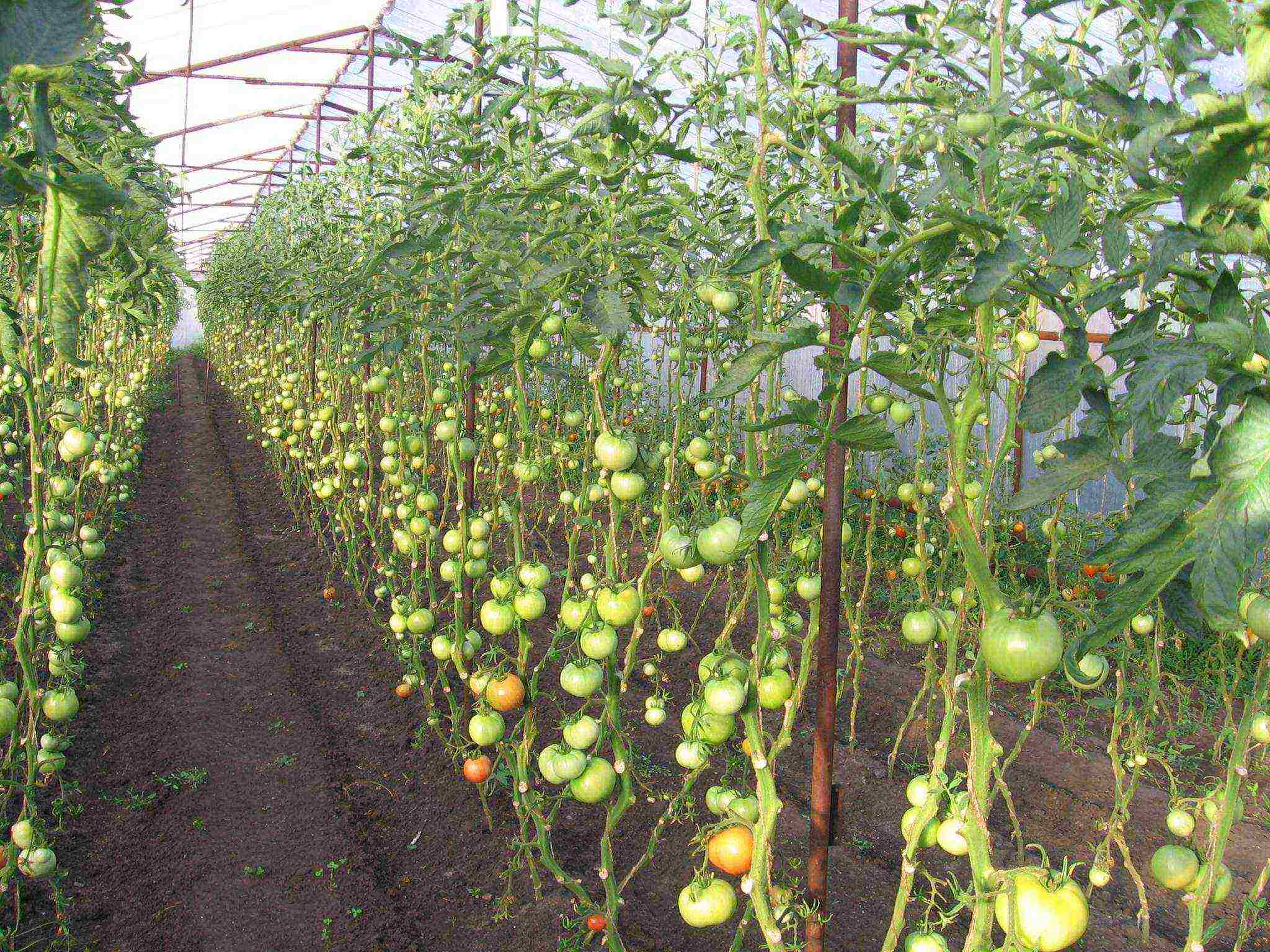 aling mga kamatis ang pinakamahusay na lumaki sa isang polycarbonate greenhouse