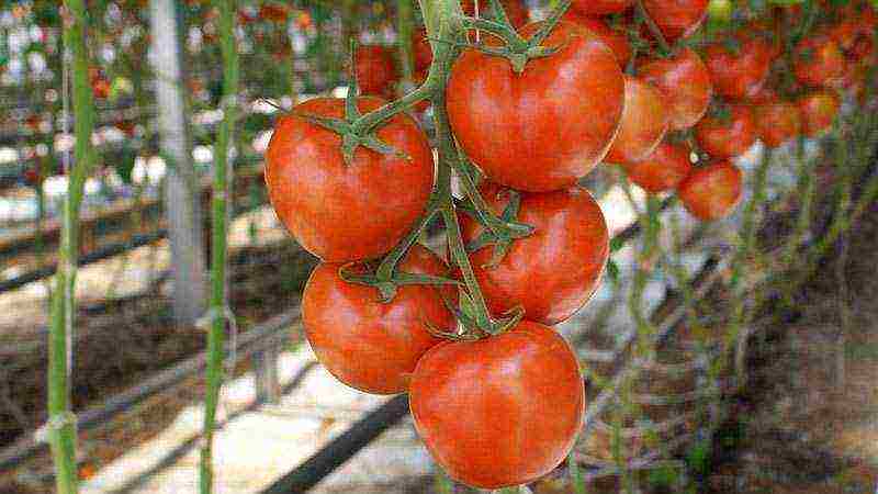 which tomatoes are best grown in a polycarbonate greenhouse