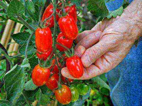 which tomatoes are best grown in a polycarbonate greenhouse