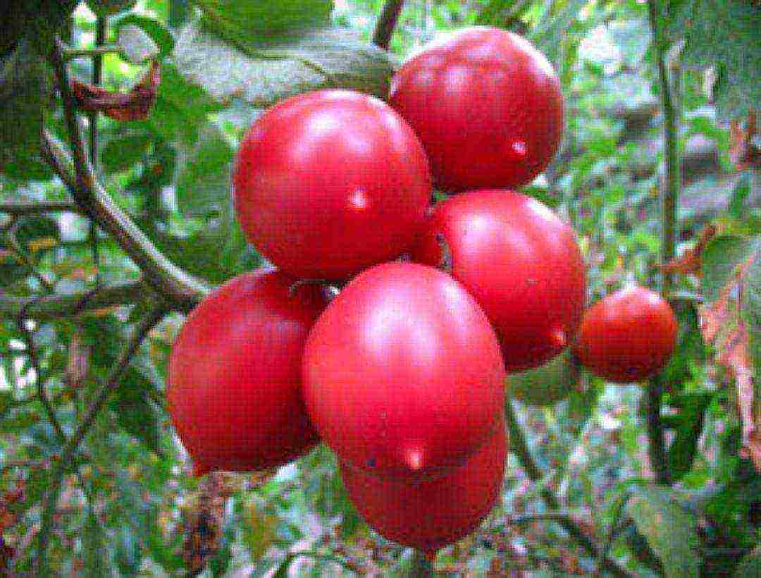 which tomatoes are best grown in a polycarbonate greenhouse