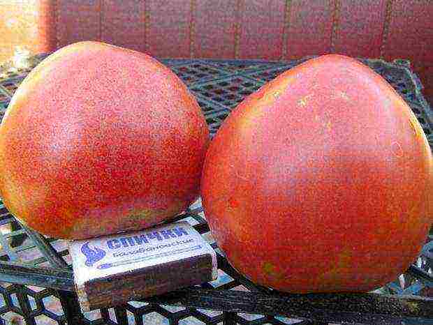 which tomatoes are best grown in a polycarbonate greenhouse