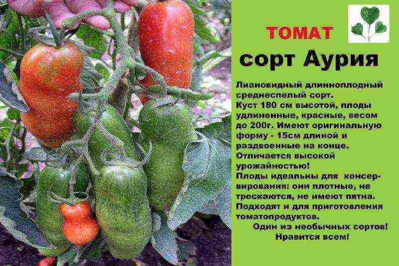 which tomatoes are best grown in a polycarbonate greenhouse