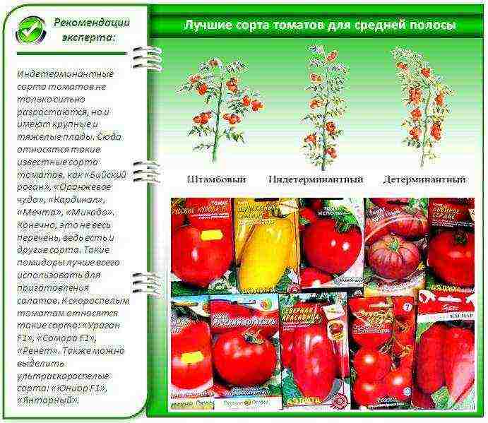 which tomatoes are best grown in a polycarbonate greenhouse