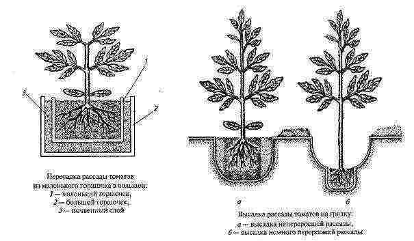 which tomatoes are best grown in a polycarbonate greenhouse