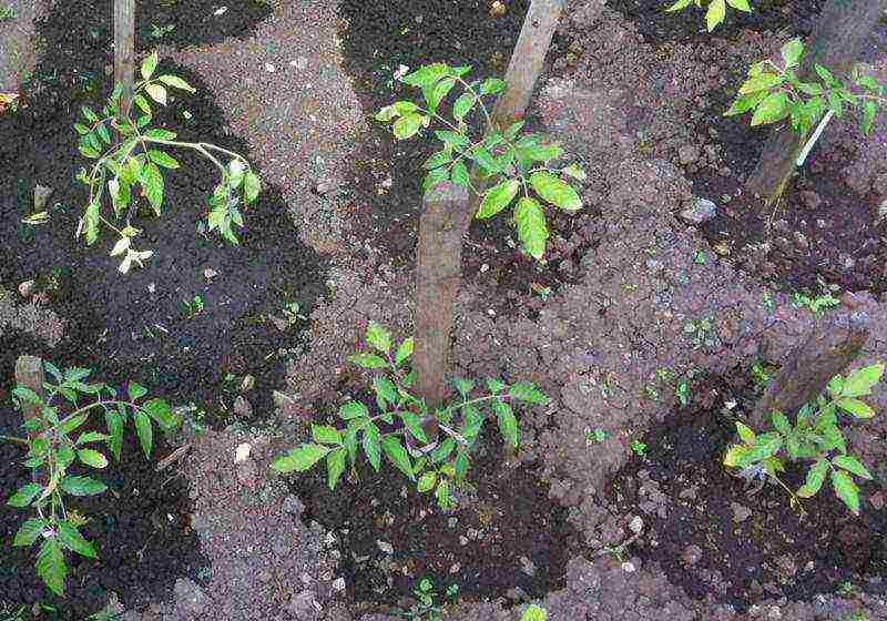 which tomatoes are best grown in a polycarbonate greenhouse