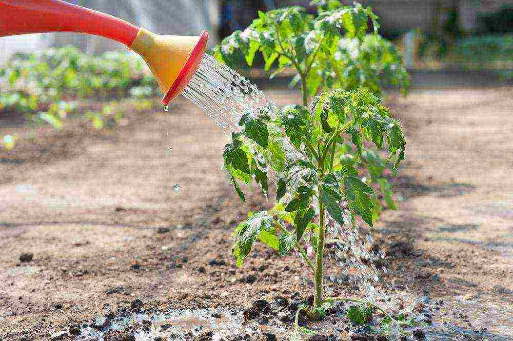 aling mga kamatis ang pinakamahusay na lumaki sa isang polycarbonate greenhouse