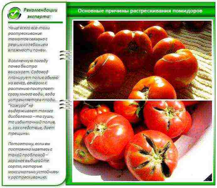 which tomatoes are best grown in a polycarbonate greenhouse