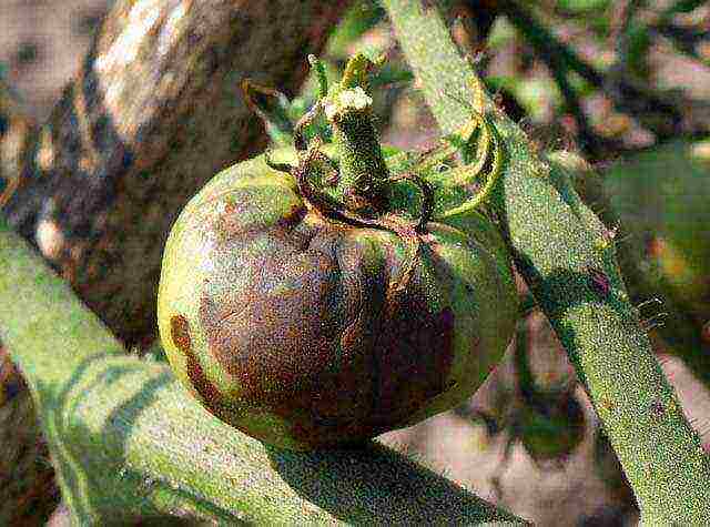 which tomatoes are best grown in a polycarbonate greenhouse