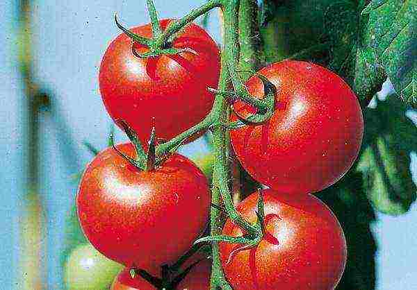 which tomatoes are best grown in a polycarbonate greenhouse