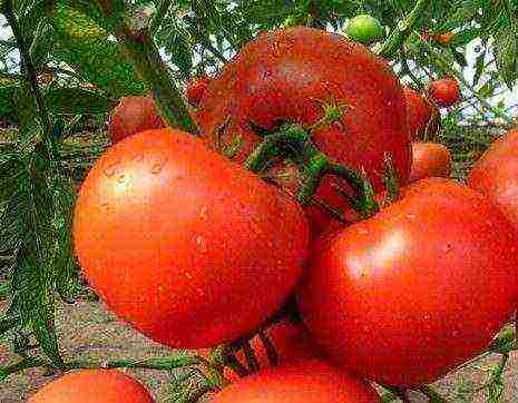 which tomatoes are best grown in a polycarbonate greenhouse