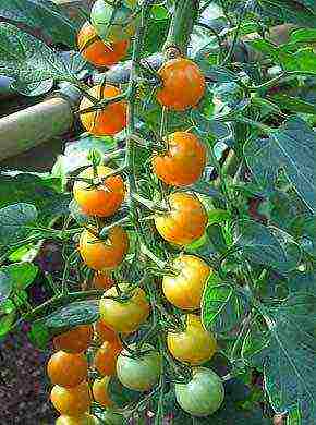 aling mga kamatis ang pinakamahusay na lumaki sa isang polycarbonate greenhouse