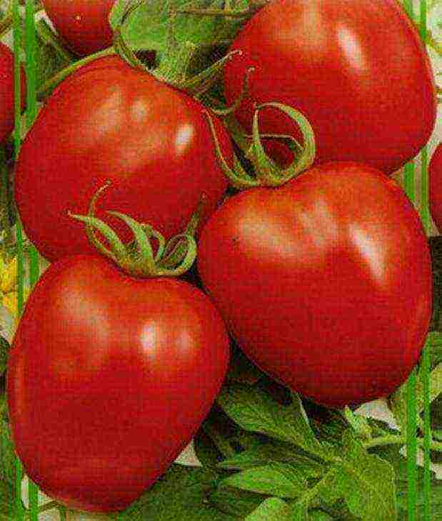 which tomatoes are best grown in a polycarbonate greenhouse