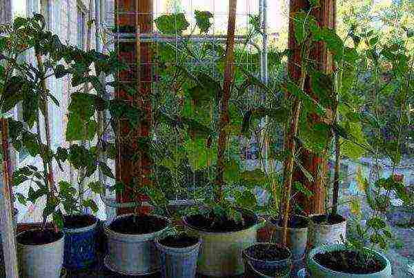 what cucumber seeds can be grown on the balcony at home