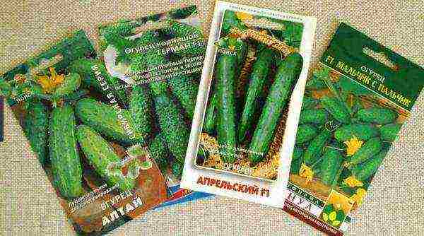 what cucumber seeds can be grown on the balcony at home