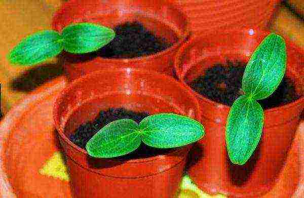 what cucumber seeds can be grown on the balcony at home