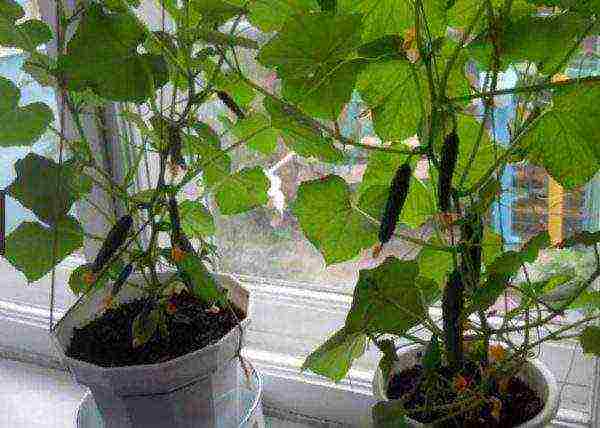 what cucumber seeds can be grown on the balcony at home