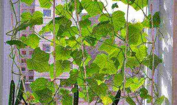 what cucumber seeds can be grown on the balcony at home