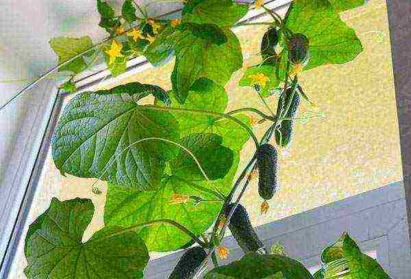 what cucumber seeds can be grown on the balcony at home