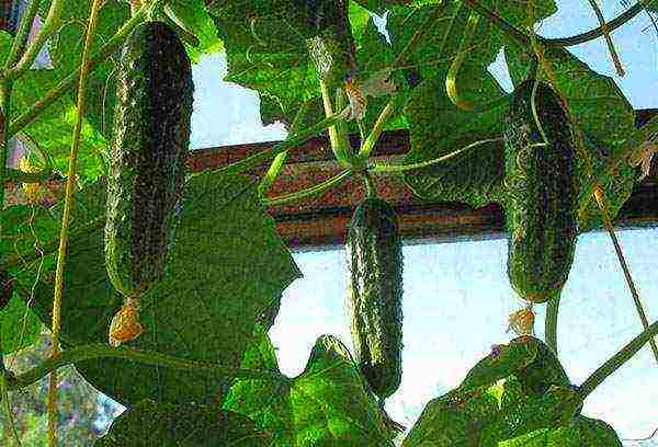 what cucumber seeds can be grown on the balcony at home