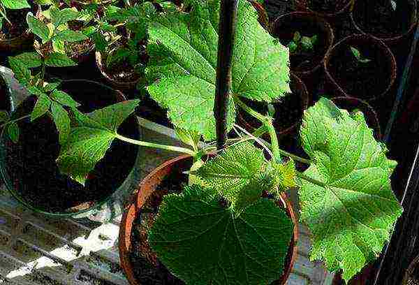 what cucumber seeds can be grown on the balcony at home