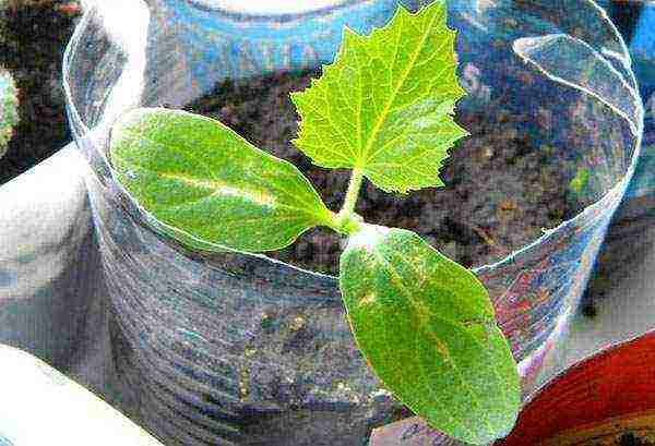 what cucumber seeds can be grown on the balcony at home