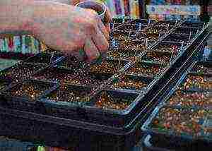 what cucumber seeds can be grown on the balcony at home