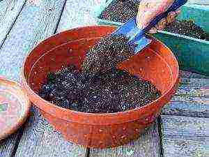 what cucumber seeds can be grown on the balcony at home