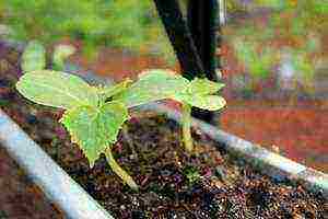 what cucumber seeds can be grown on the balcony at home