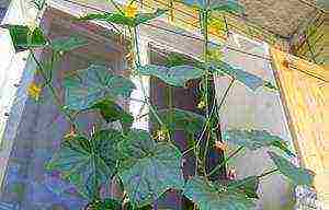 what cucumber seeds can be grown on the balcony at home